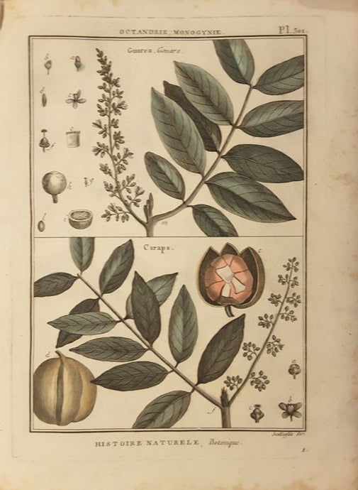 Jean-Baptiste de Lamarck - Tableau Encyclopedique et methodique des trois regnes de la Nature - Botany - Quatrieme partie - 1793 - Avalon - Plants, Gifts & Antiques