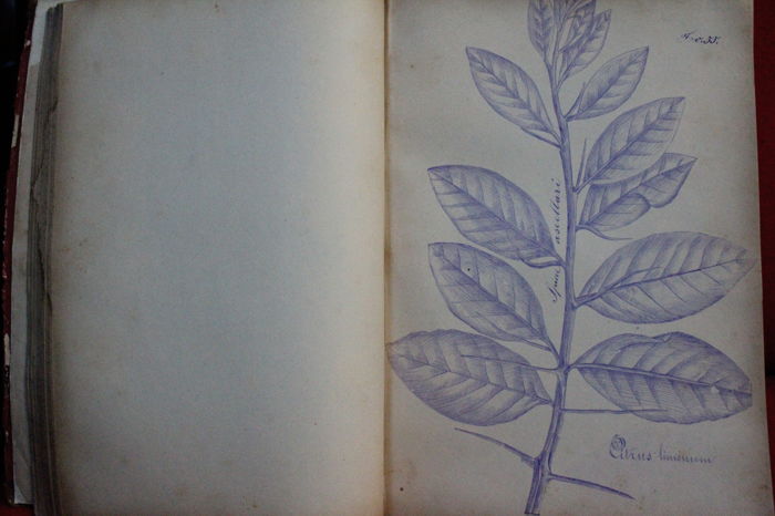 Pietro Lancetta - Disegni di piante - Botany - 1883 - Avalon - Plants, Gifts & Antiques