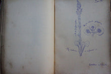 Cargar imagen en el visor de la galería, Pietro Lancetta - Disegni di piante - Botany - 1883 - Avalon - Plants, Gifts &amp; Antiques

