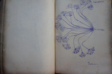 Cargar imagen en el visor de la galería, Pietro Lancetta - Disegni di piante - Botany - 1883 - Avalon - Plants, Gifts &amp; Antiques
