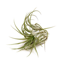 Load image into Gallery viewer, Tillandsia Scaposa - Avalon - Plants, Gifts &amp; Antiques
