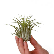 Load image into Gallery viewer, Tillandsia Scaposa - Avalon - Plants, Gifts &amp; Antiques
