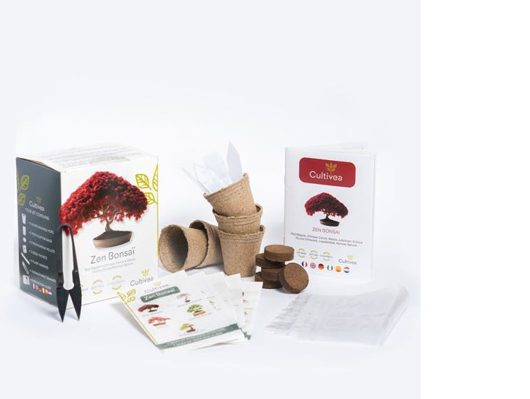 Bonsai Grow Kit | Zen bonsai