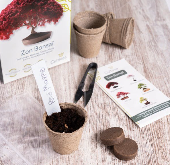 Bonsai Grow Kit | Zen bonsai