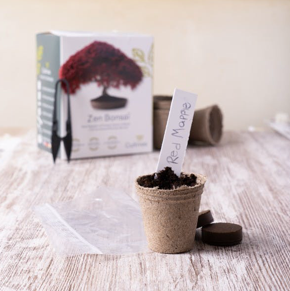Bonsai Grow Kit | Zen bonsai