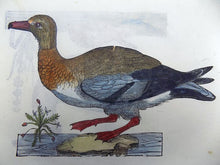 Lade das Bild in den Galerie-Viewer, 2 ornithological prints on 1 leaf - Ulisse Aldrovandi (1522 – 1605) - Anas Penelope, Wigeon, Dabbling Duck - 1637 - Avalon - Plants, Gifts &amp; Antiques
