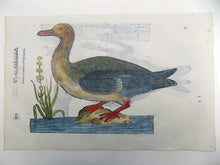 Cargar imagen en el visor de la galería, 2 ornithological prints on 1 leaf - Ulisse Aldrovandi (1522 – 1605) - Anas Penelope, Wigeon, Dabbling Duck - 1637 - Avalon - Plants, Gifts &amp; Antiques
