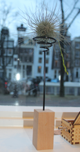 Lade das Bild in den Galerie-Viewer, Wooden Air Plant Stand - Avalon - Plants, Gifts &amp; Antiques
