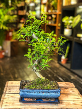 Lade das Bild in den Galerie-Viewer, Chinese Pepper Tree | Moyogi Style (S-shaped, Informal Upright Style)
