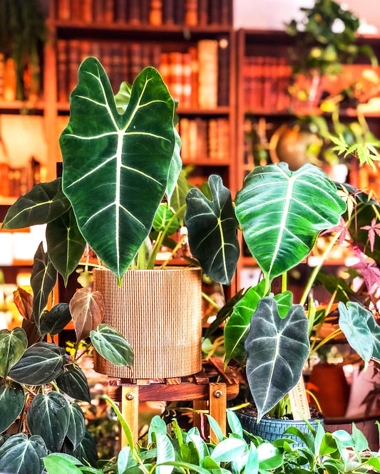 Alocasia Frydek “Green Velvet” - Avalon - Plants, Gifts & Antiques