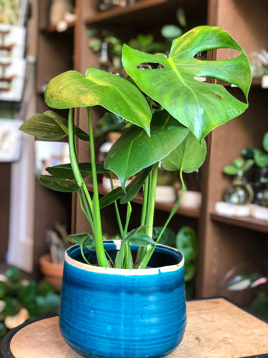 Monstera Deliciosa - Avalon - Plants, Gifts & Antiques