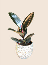 Laad afbeelding in Galerijviewer, Rubber Fig (Ficus elastica)
