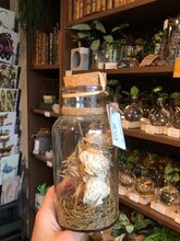 Cargar imagen en el visor de la galería, Large Dried Flowers in a Bottle - Avalon - Plants, Gifts &amp; Antiques
