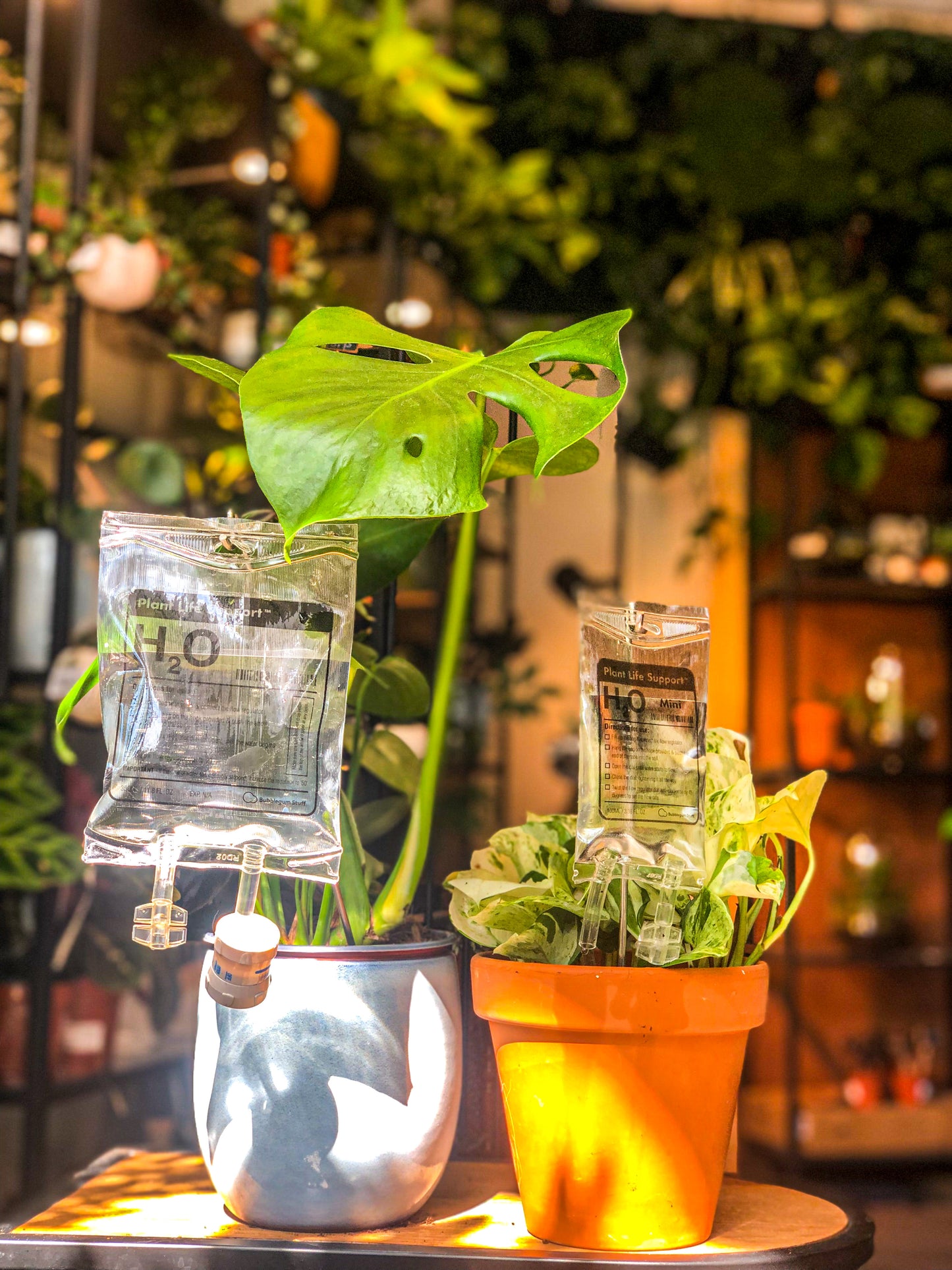 Monstera Deliciosa - Avalon - Plants, Gifts & Antiques