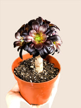 Load image into Gallery viewer, Aeonium arboreum (Succulent Flower Tree) - Avalon - Plants, Gifts &amp; Antiques
