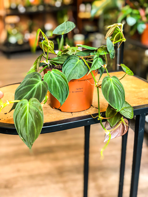 Philodendron Scandens - Avalon - Plants, Gifts & Antiques
