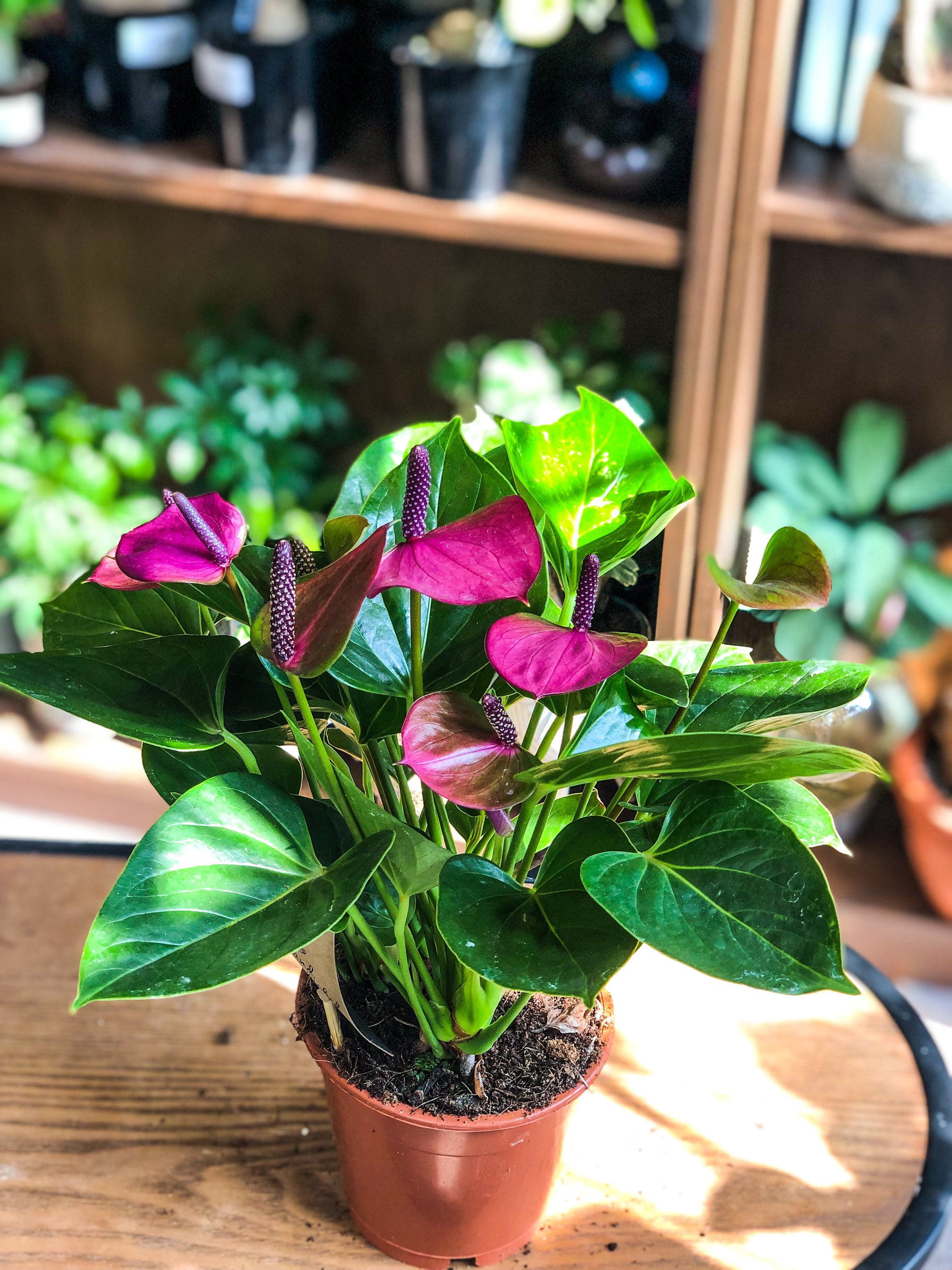 Purple Anthurium - Avalon - Gifts, Antiques & Plants