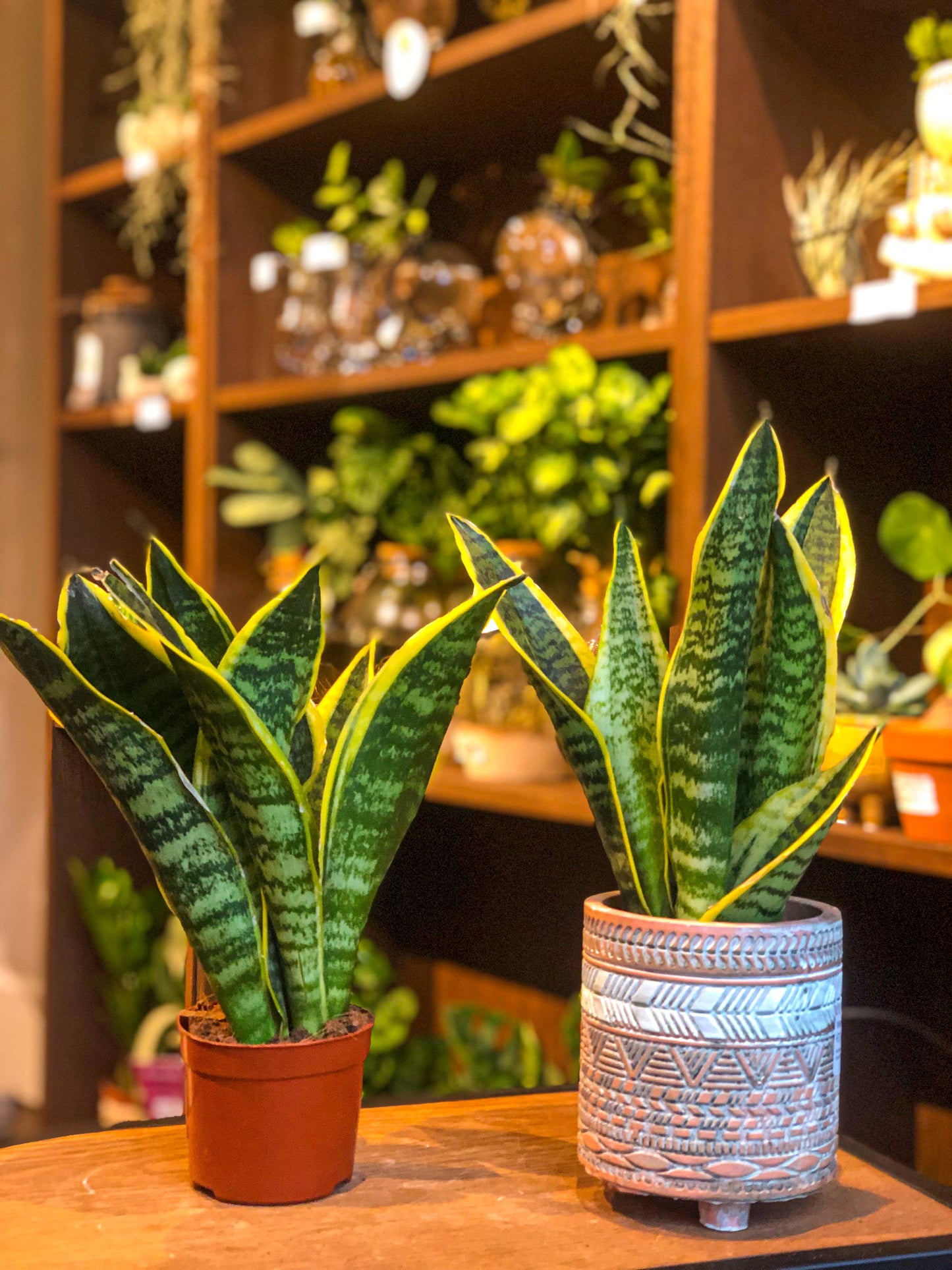 Snake plant - Avalon - Plants, Gifts & Antiques