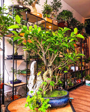 Lade das Bild in den Galerie-Viewer, Ficus Bonsai with a Rock Scene - Avalon - Plants, Gifts &amp; Antiques
