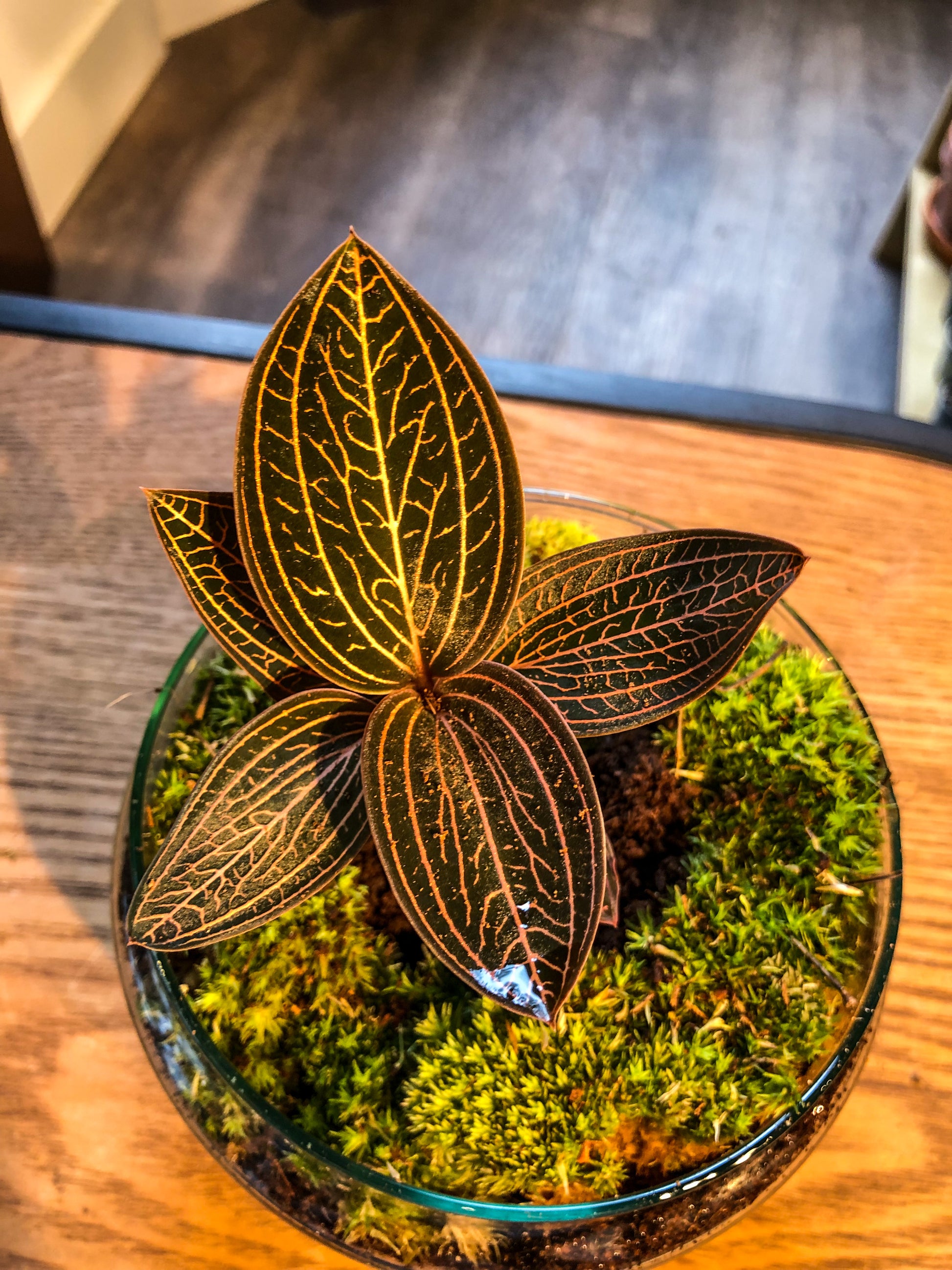 ewel Orchid (Ludisia) Terrarium - Red - Avalon - Plants, Gifts & Antiques