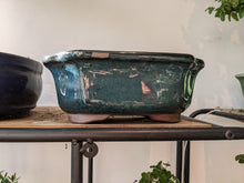 Lade das Bild in den Galerie-Viewer, Buxus - In Green Bonsai Pot
