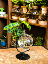 Load image into Gallery viewer, Hydroponics Water Globe - VA series - Avalon - Plants, Gifts &amp; Antiques
