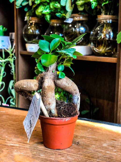 Mini Ficus Ginseng - Avalon - Plants, Gifts & Antiques