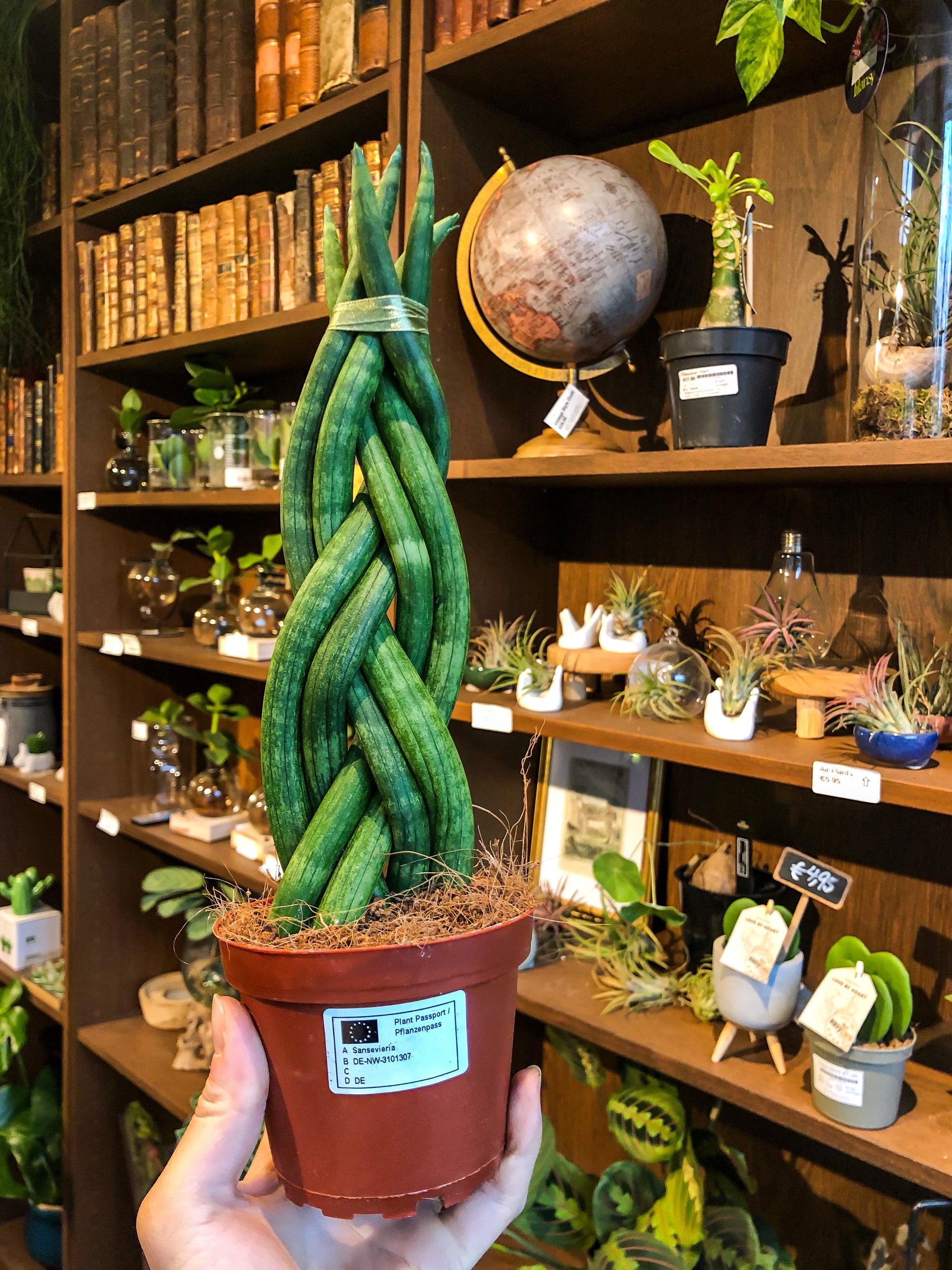 L Sansevieria Cylindrica - Avalon - Plants, Gifts & Antiques