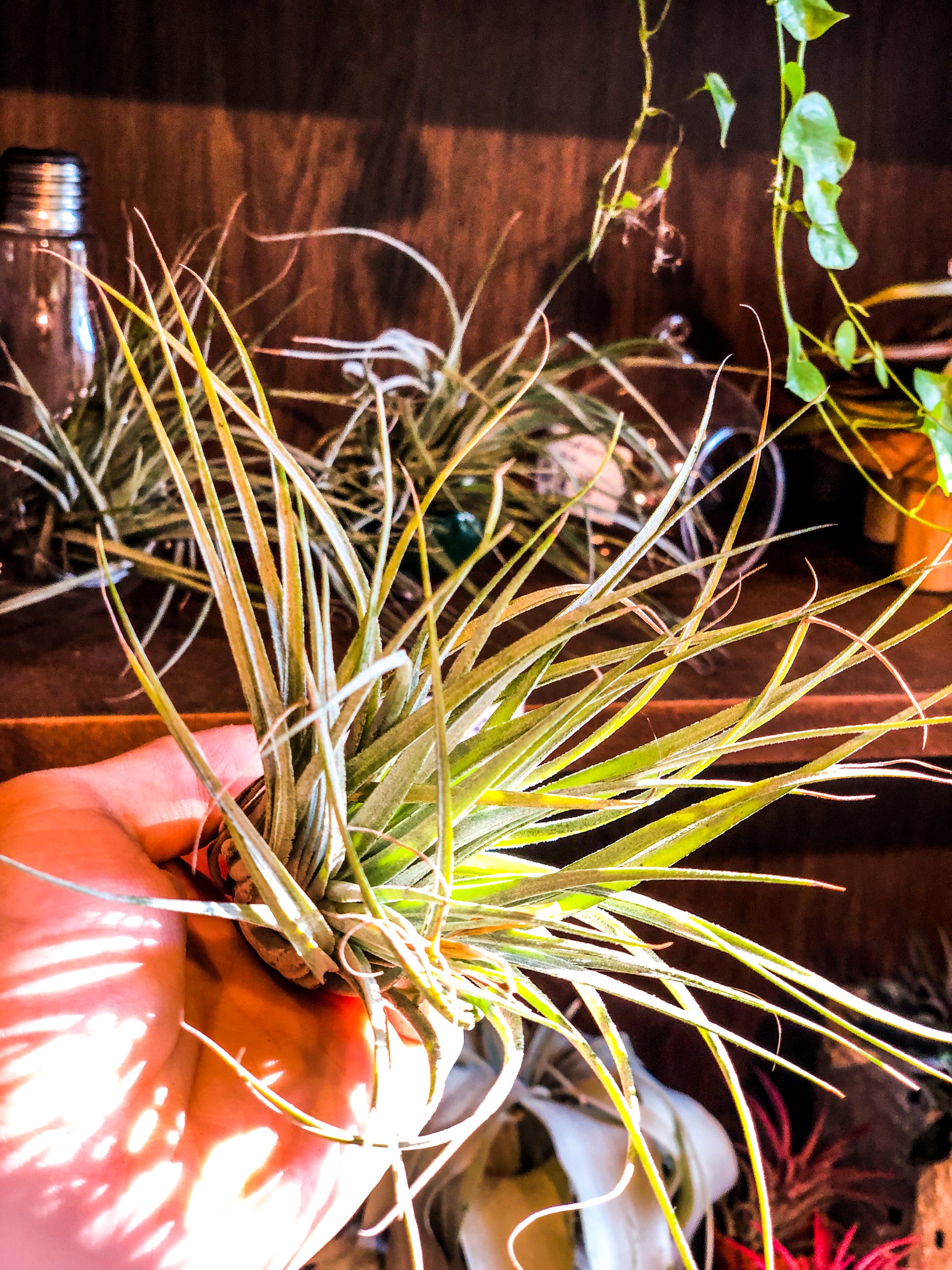 Tillandsia Silver - Avalon - Plants, Gifts & Antiques