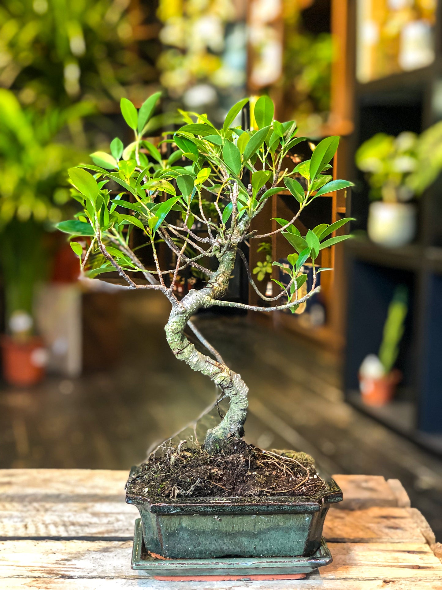Medium - Kleine Ficus Bonsai (vriendelijk voor beginners)