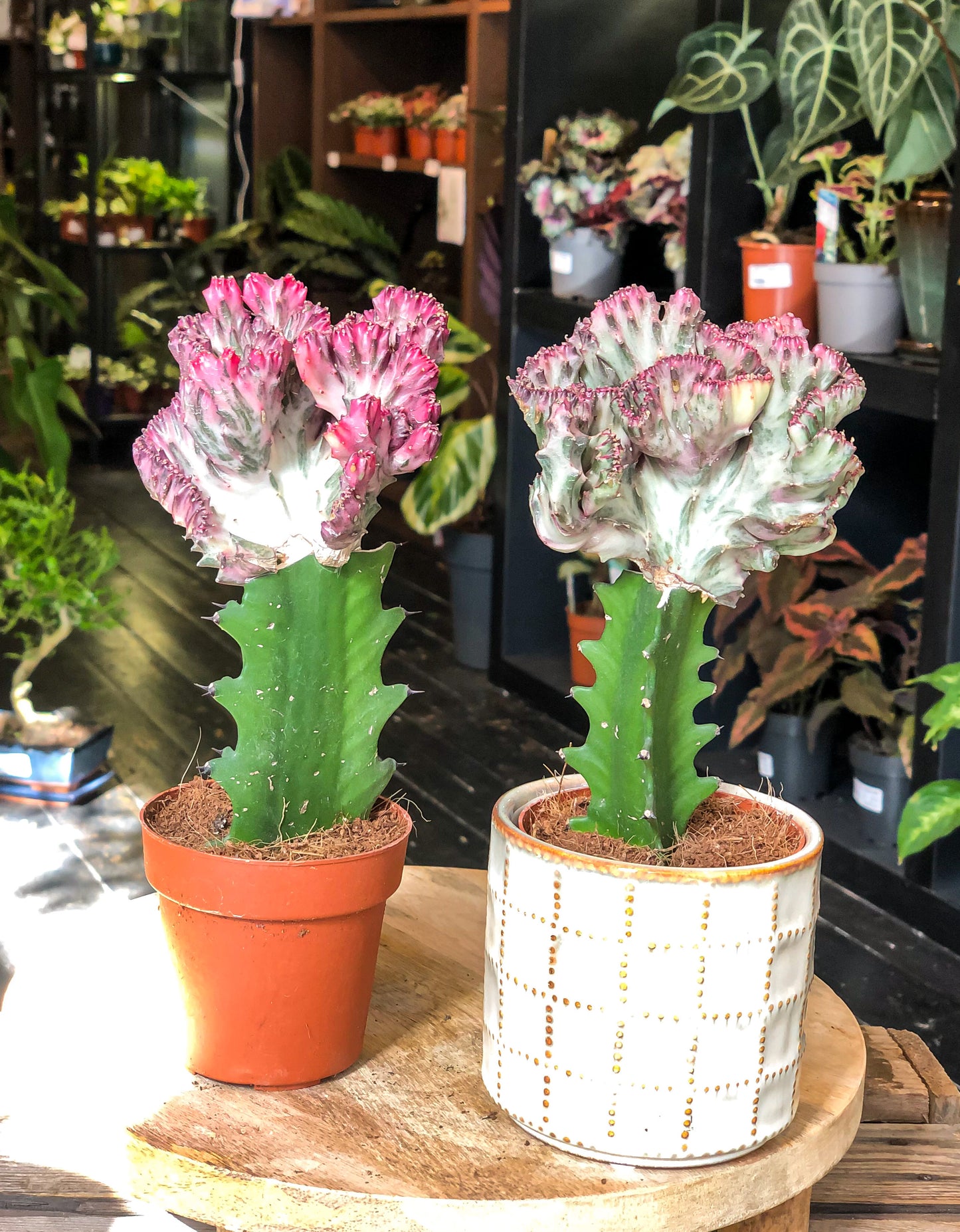 Euphorbia Lactea 'Cristata'