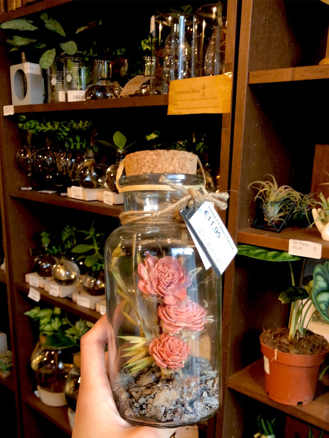 Large Dried Flowers in a Bottle - Avalon - Plants, Gifts & Antiques