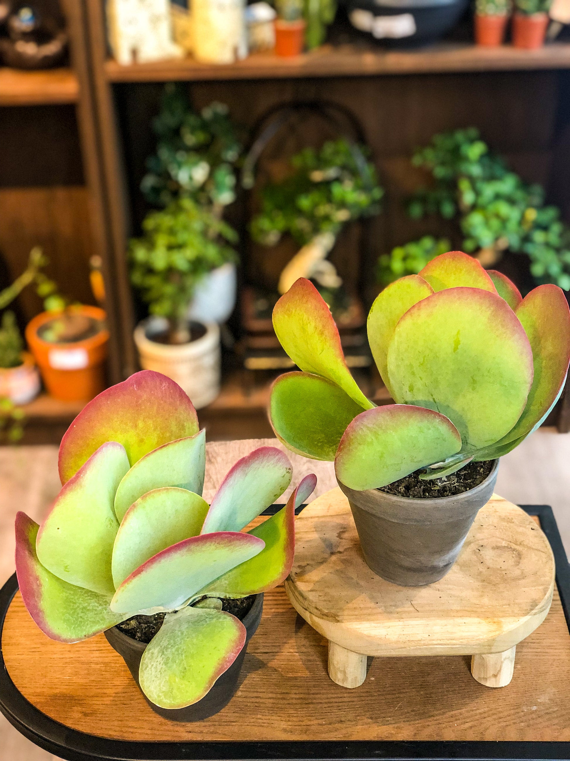 Kalanchoe Thyrsiflora - Avalon - Plants, Gifts & Antiques