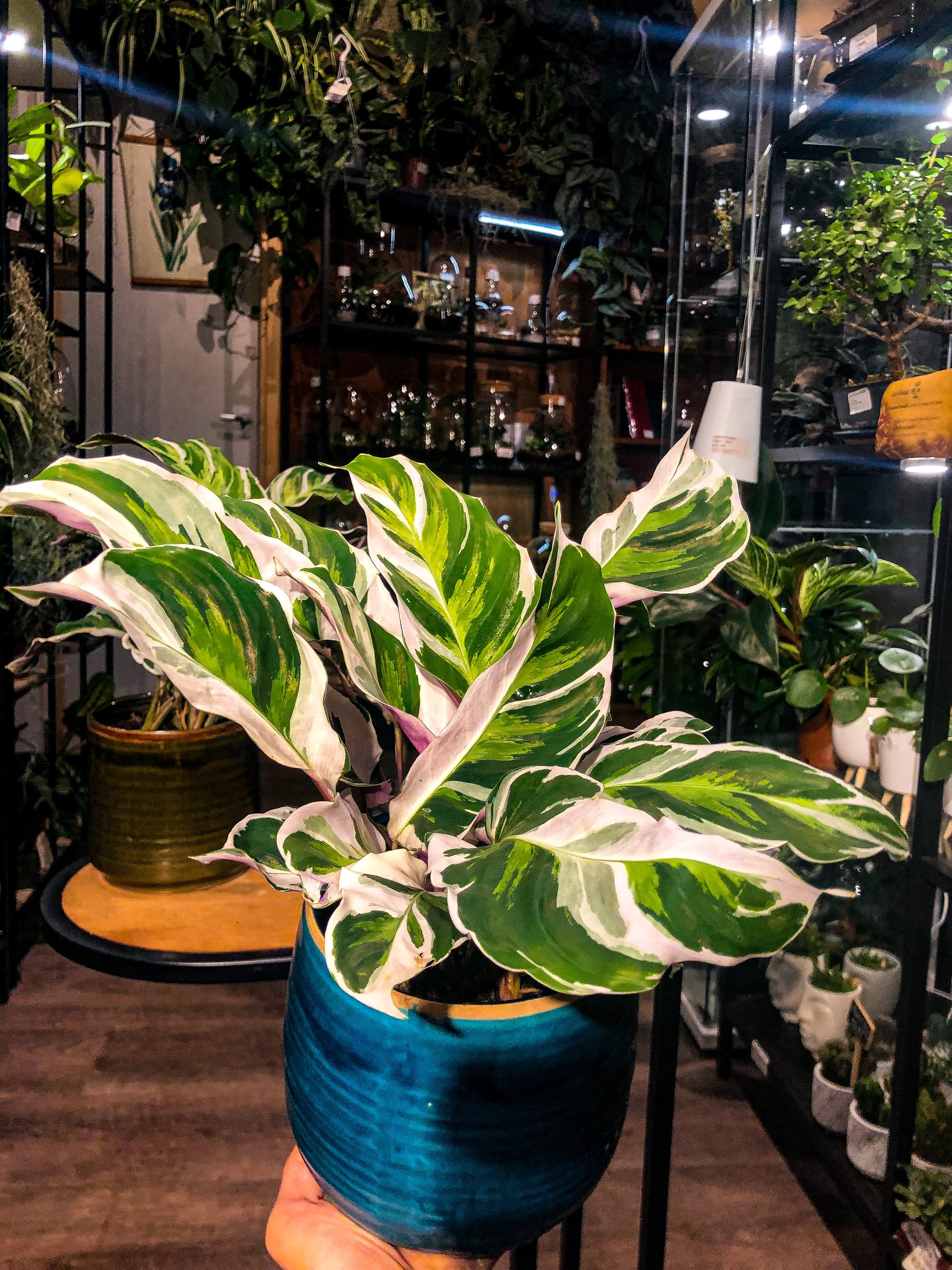 Calathea White Fusion - Avalon - Plants, Gifts & Antiques