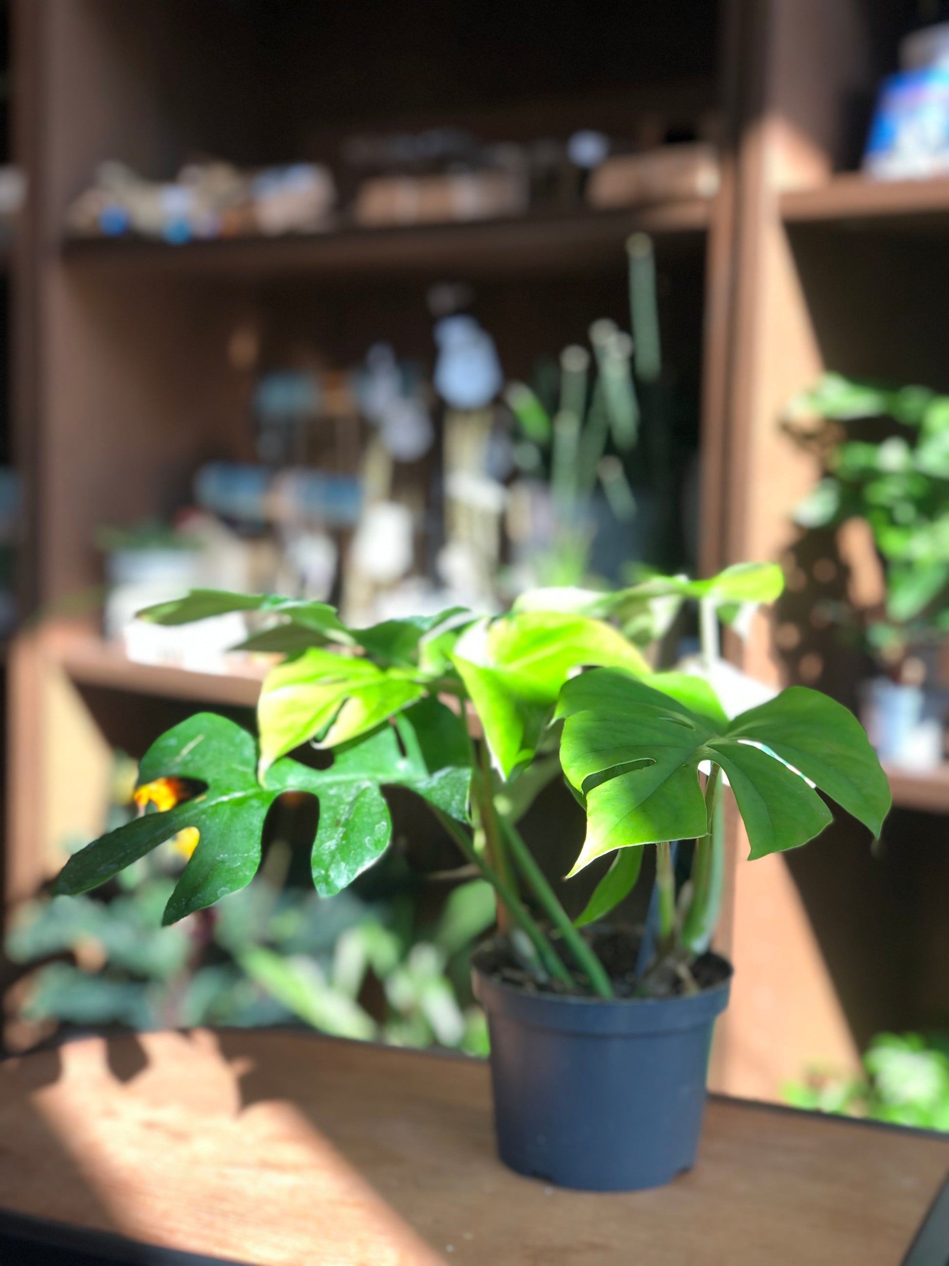 Monstera Minima - Avalon - Plants, Gifts & Antiques
