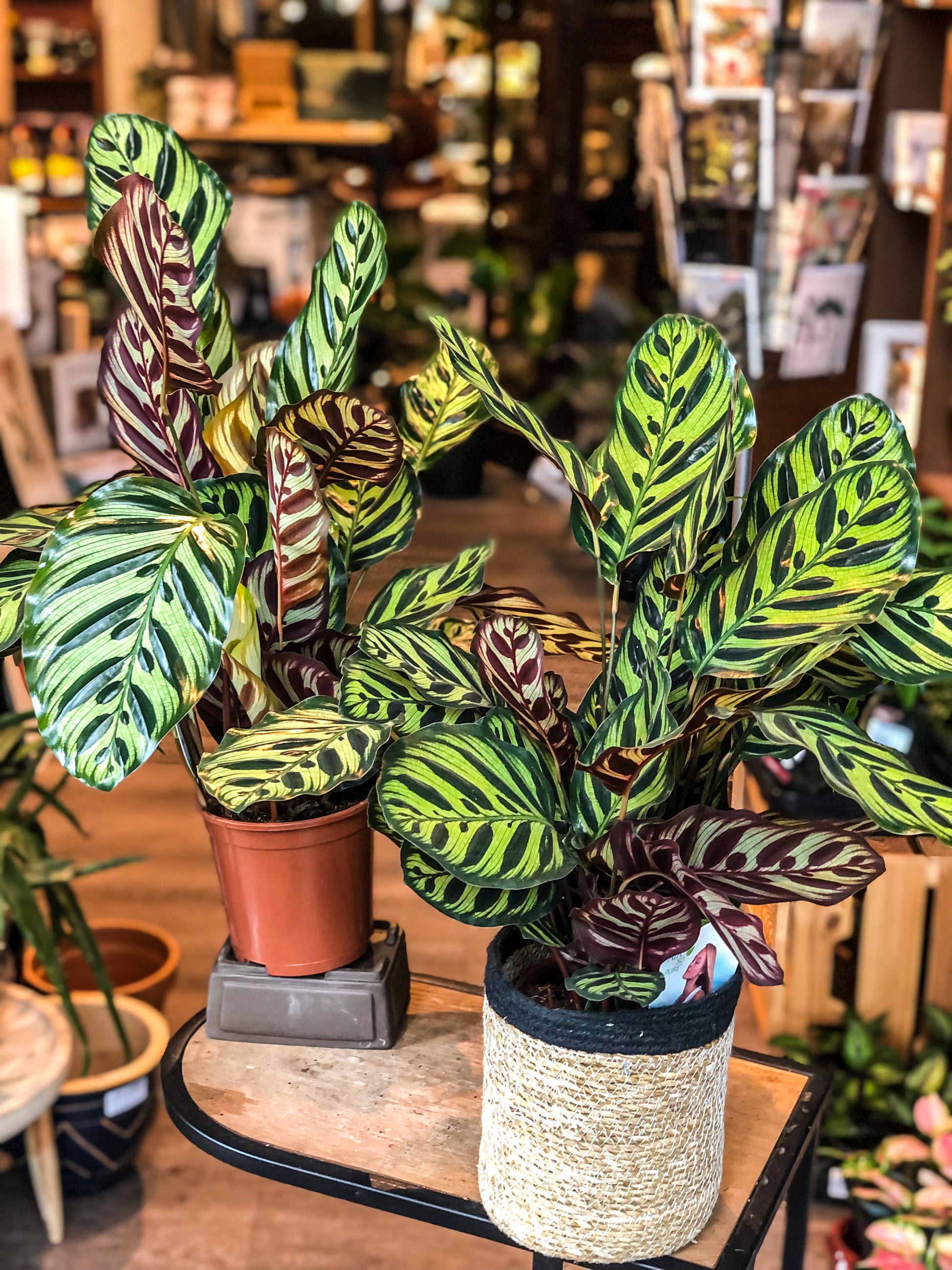 Calathea Makoyana - Avalon - Plants, Gifts & Antiques
