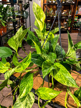 Load image into Gallery viewer, Epipremnum “Marble Queen” - Pothos - Avalon - Plants, Gifts &amp; Antiques
