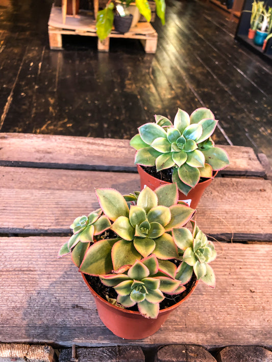 Aeonium tricolor