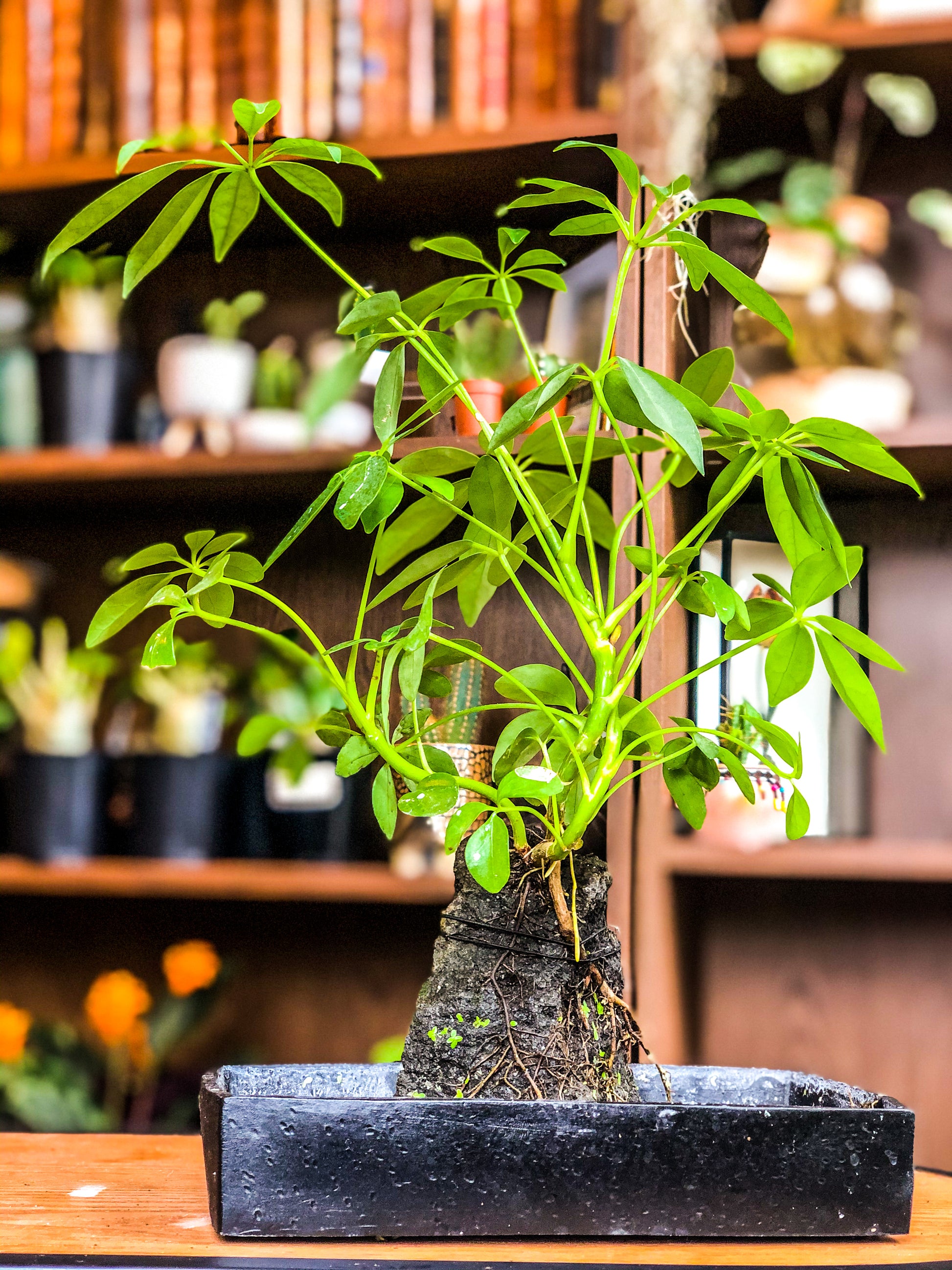 Plants on a Lava Stone - Avalon - Plants, Gifts & Antiques