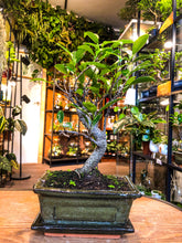Load image into Gallery viewer, Medium - Small Ficus Bonsai (Beginner Friendly) - Avalon - Plants, Gifts &amp; Antiques
