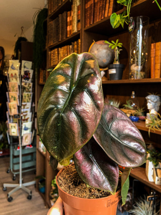 Alocasia Red Secret - Avalon - Plants, Gifts & Antiques