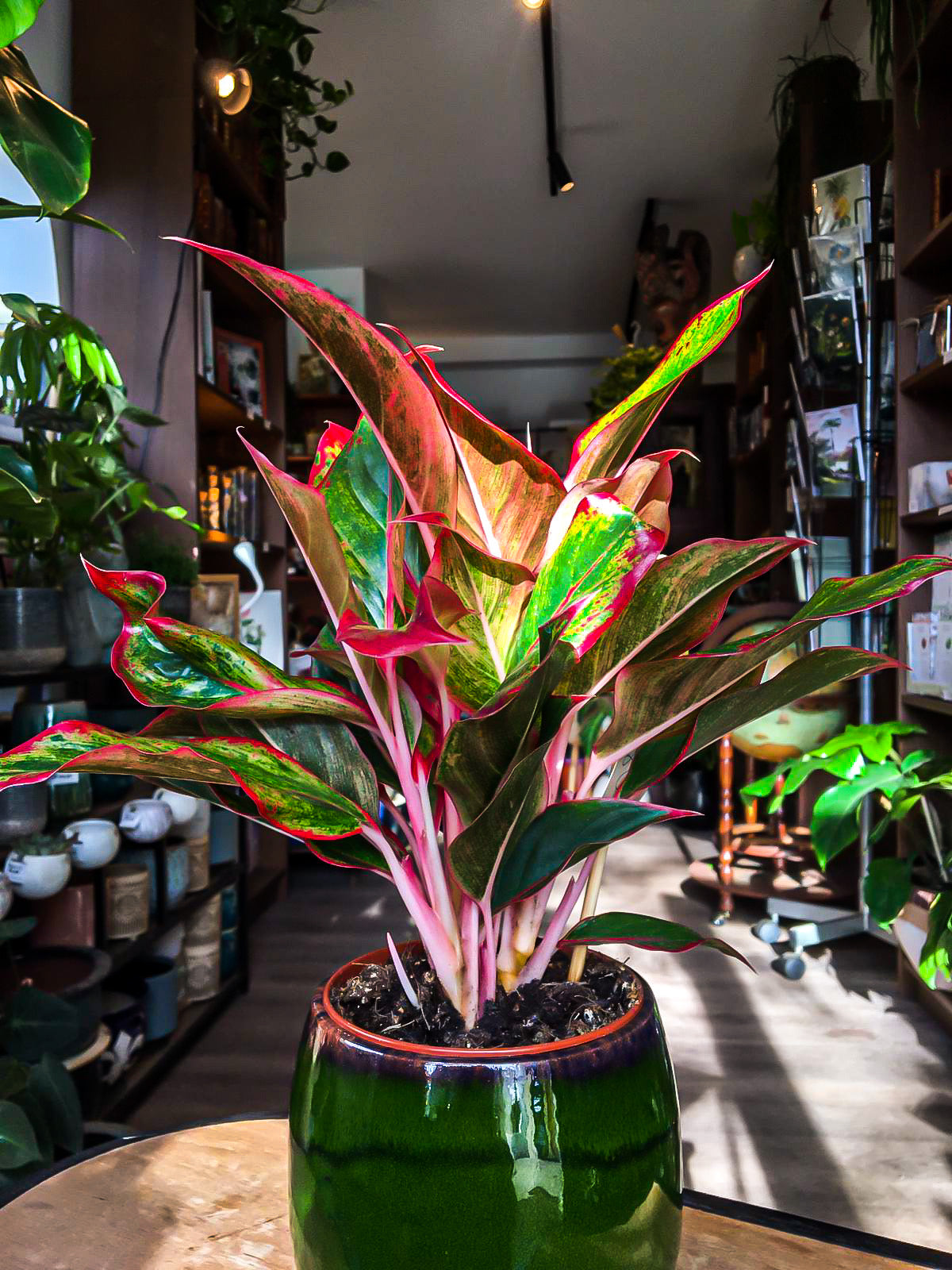 Aglaonema  Crète