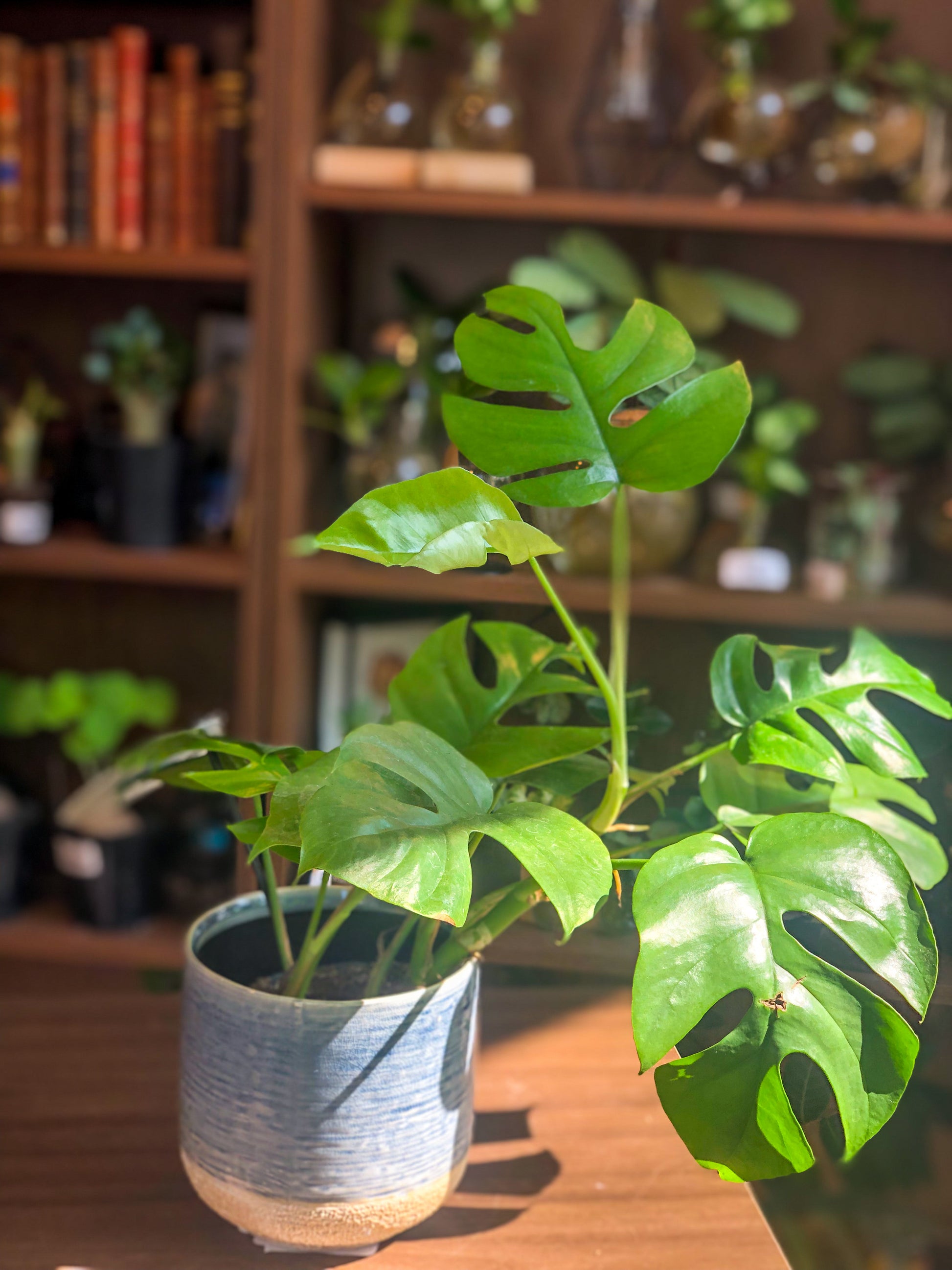 Monstera Minima - Avalon - Plants, Gifts & Antiques