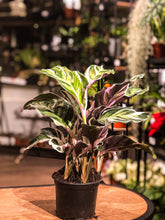 Load image into Gallery viewer, Calathea White Fusion - Avalon - Plants, Gifts &amp; Antiques
