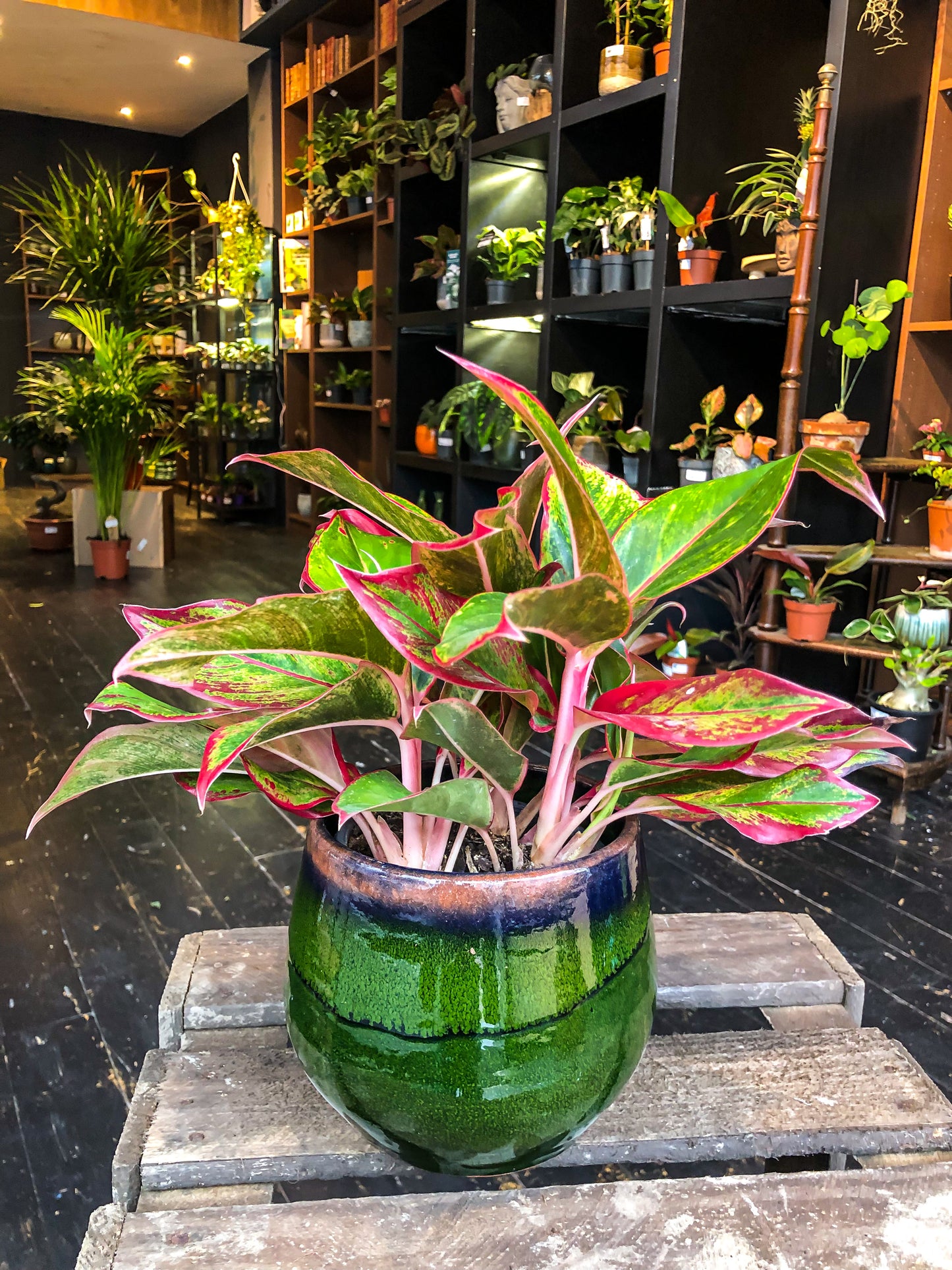 Aglaonema  Crète