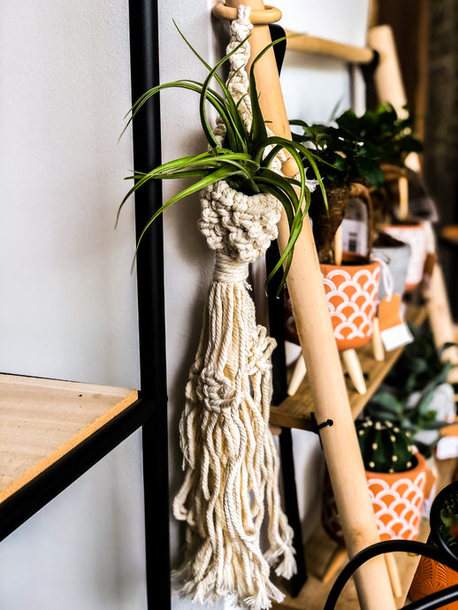 Macrame Air plant hanger - Avalon - Plants, Gifts & Antiques