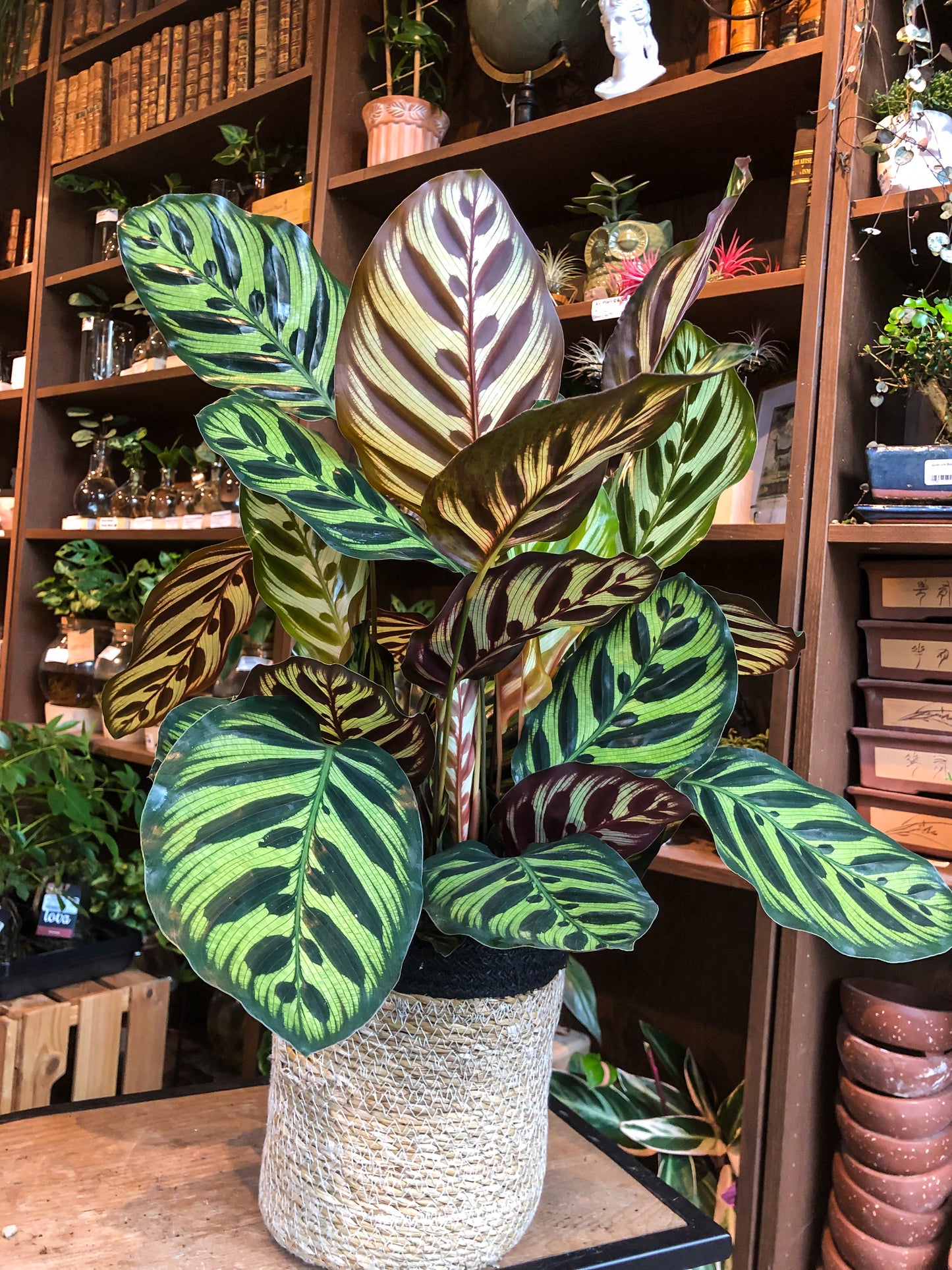 Calathea Makoyana - Avalon - Plants, Gifts & Antiques