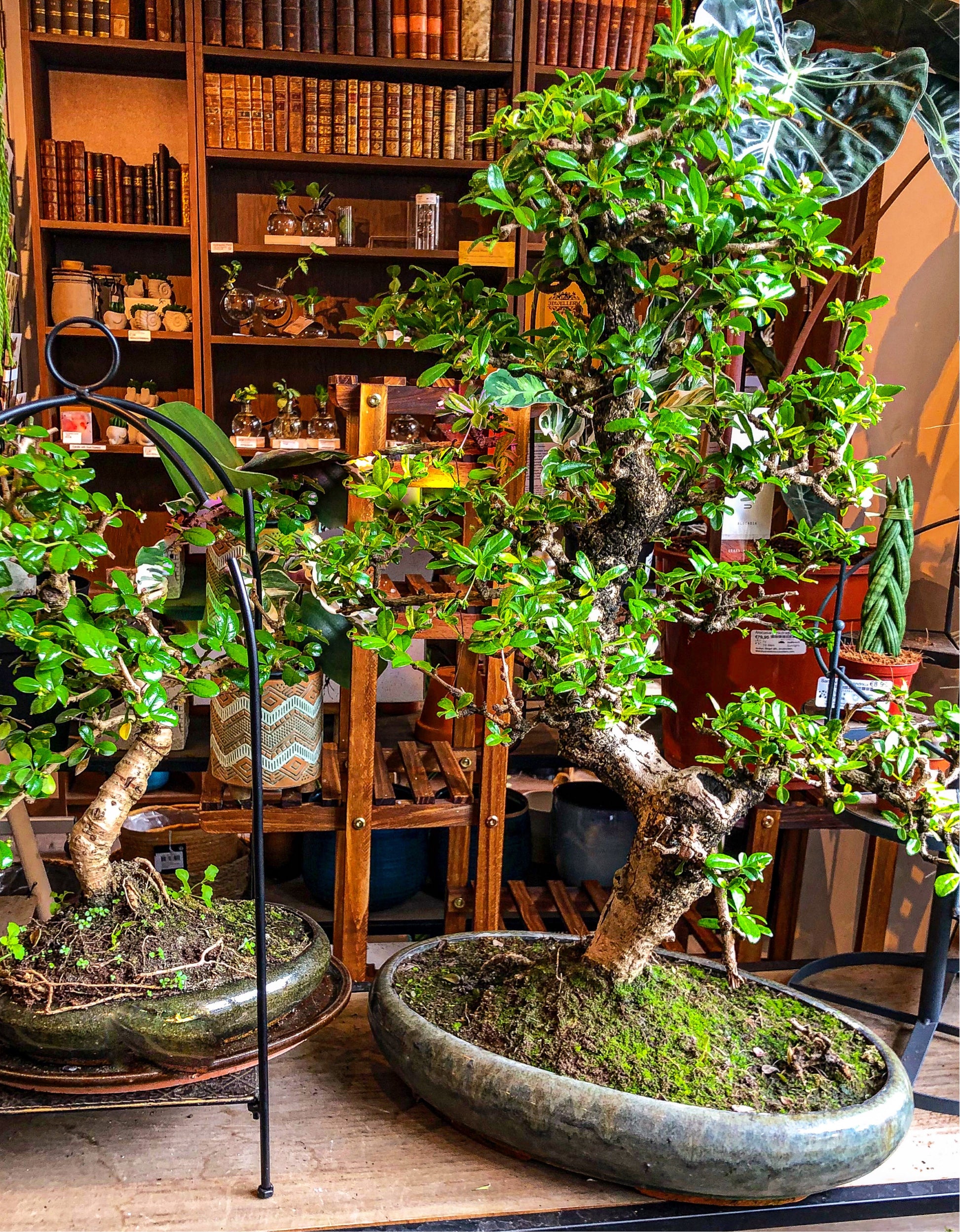 Large Carmona Bonsai - Avalon - Plants, Gifts & Antiques