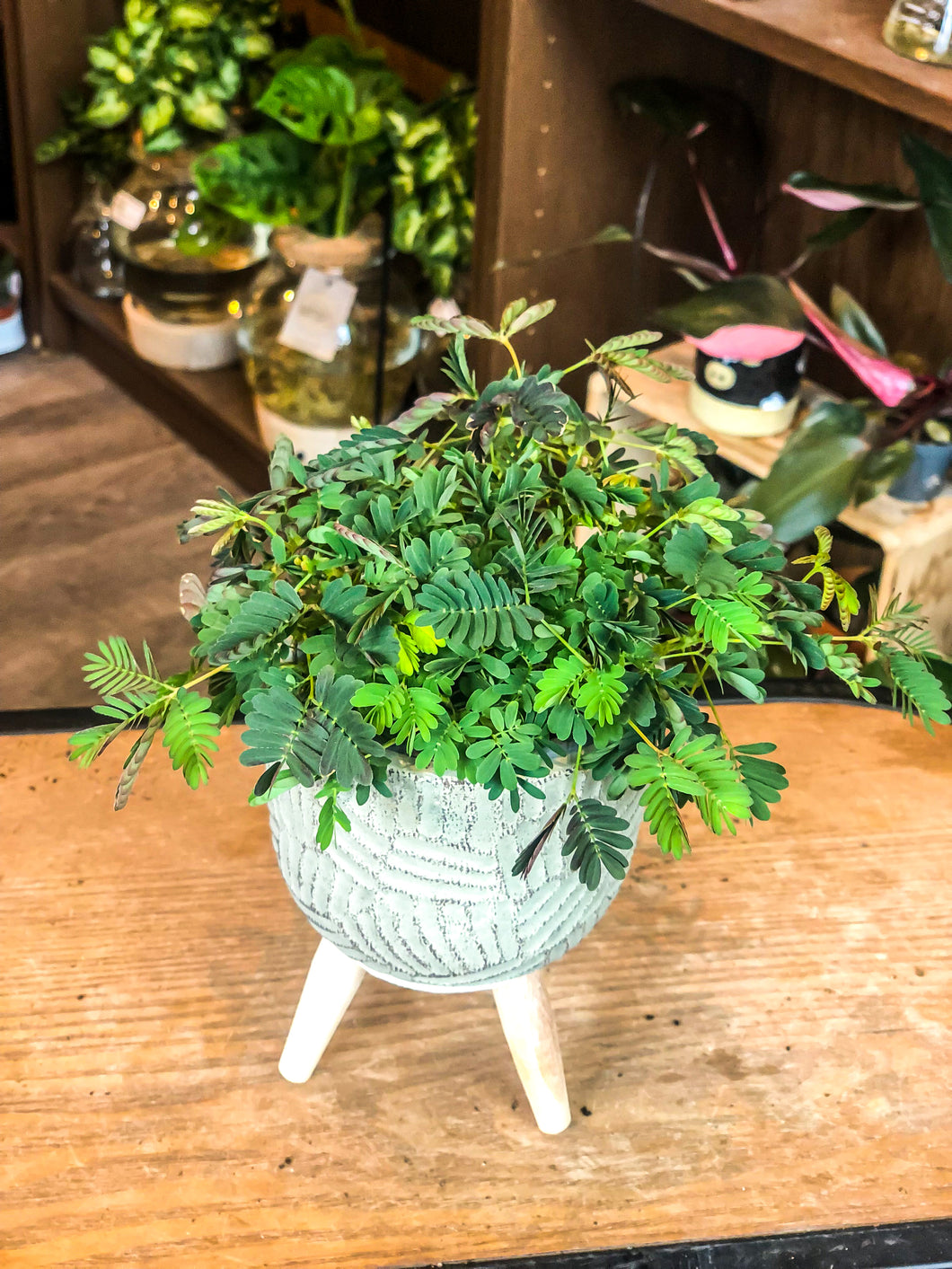 Mimosa Pudica - Avalon - Plants, Gifts & Antiques