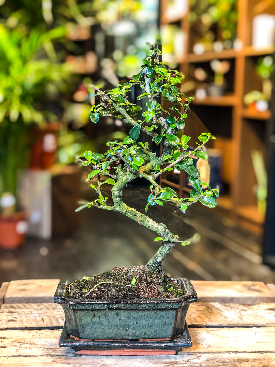 Carmona Bonsai | Moyogi Style (S-shaped, Informal Upright Style)